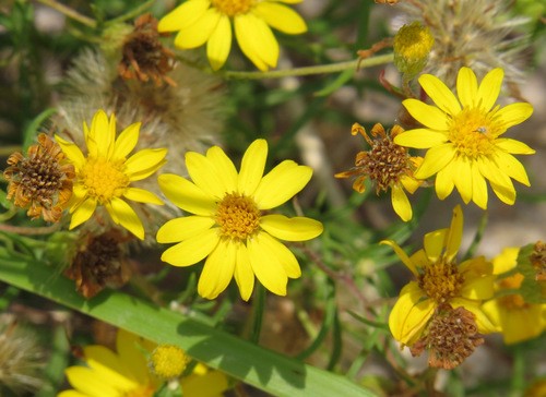 Pityopsis falcata PictureThis