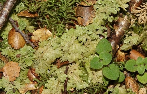 Trichocolea PictureThis