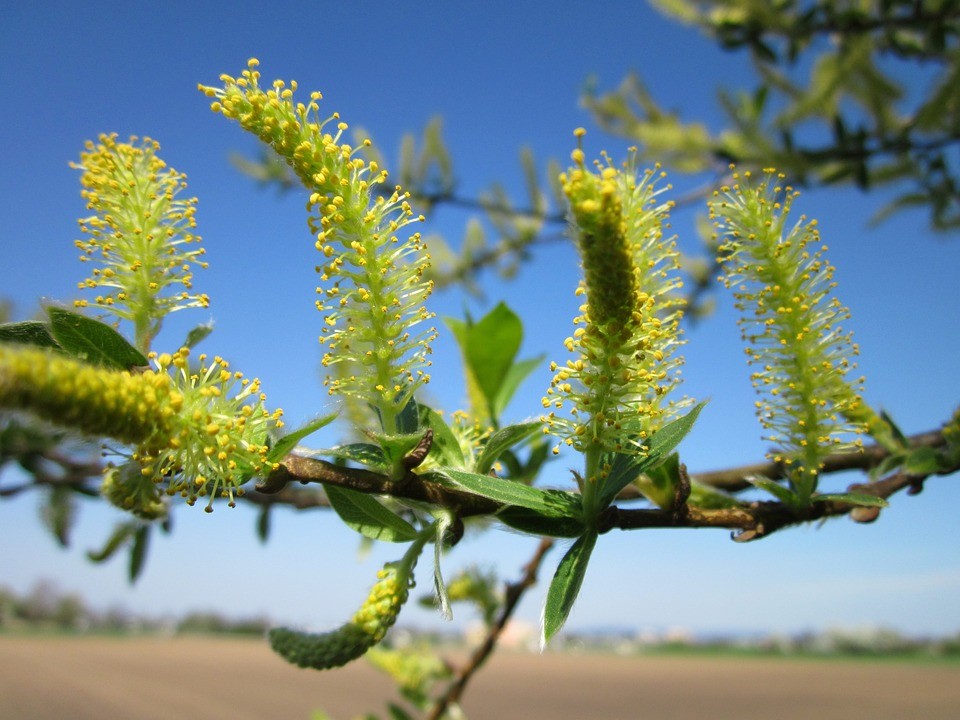 セイヨウシロヤナギ（Salix alba）の苗木ポットごと発送 セイヨウシロヤナギ（西洋白柳）の判定方法 (Salix alba)
