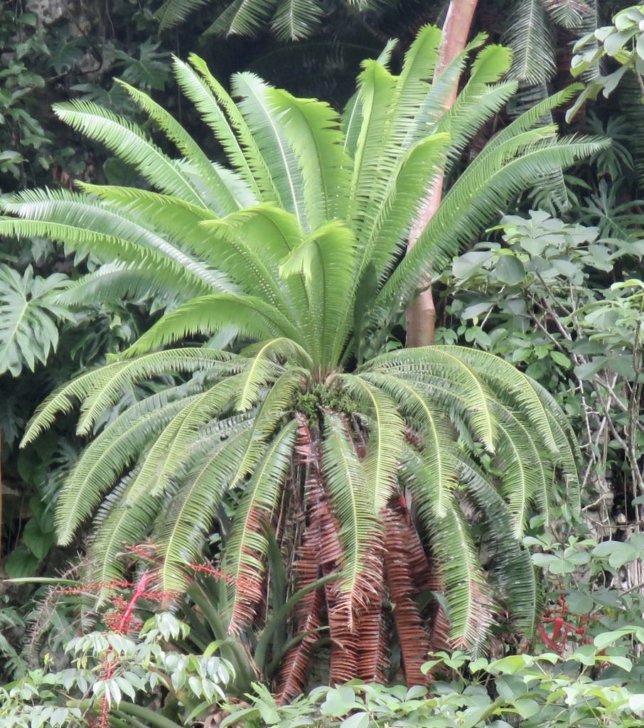 Dioon Flower Leaf Care Uses PictureThis dioon-flower-leaf-care-uses-picturethis