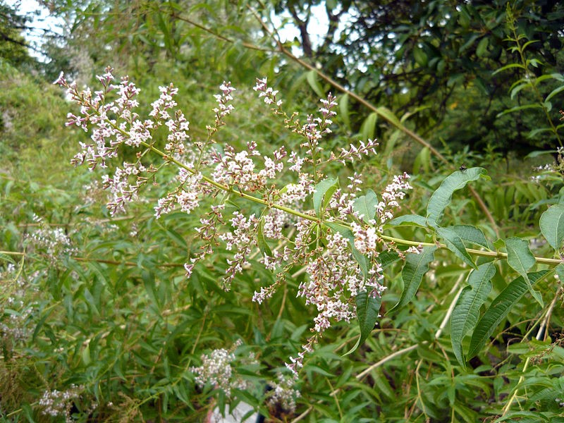 Cedrón (Aloysia citrodora) - PictureThis