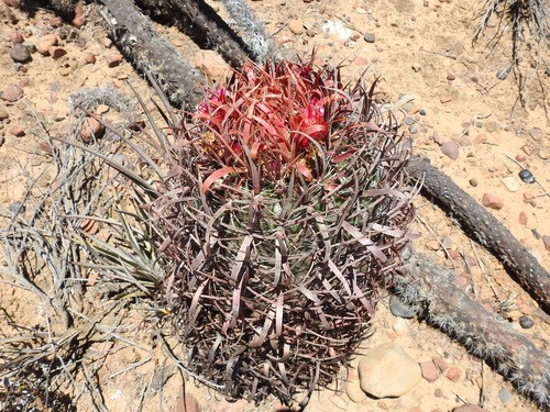 刈穂玉 地植え フェロカクタス ferocactus サボテン cactus