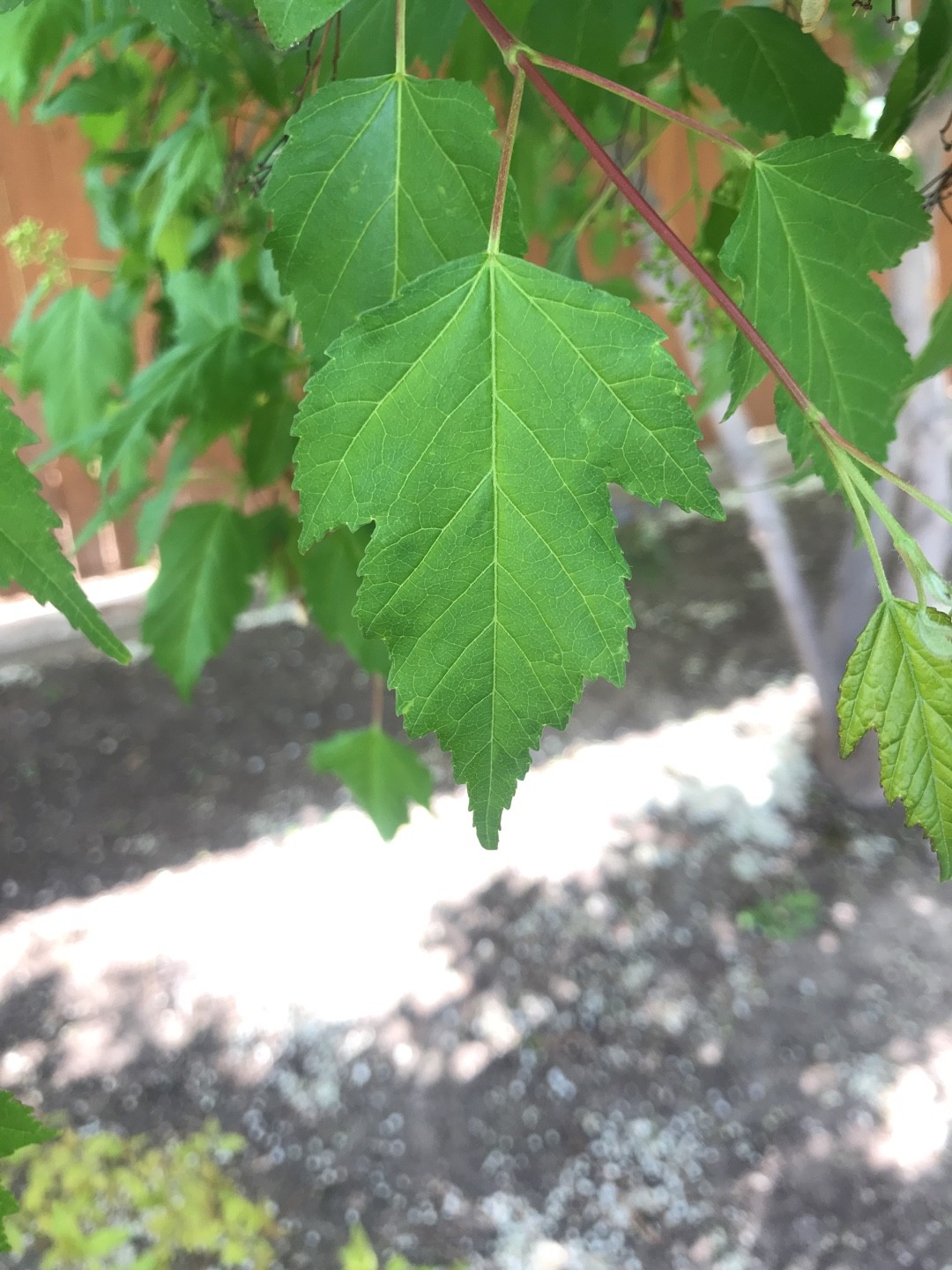 カラコギカエデ（鹿子木楓）の判定方法 (Acer tataricum subsp. ginnala)