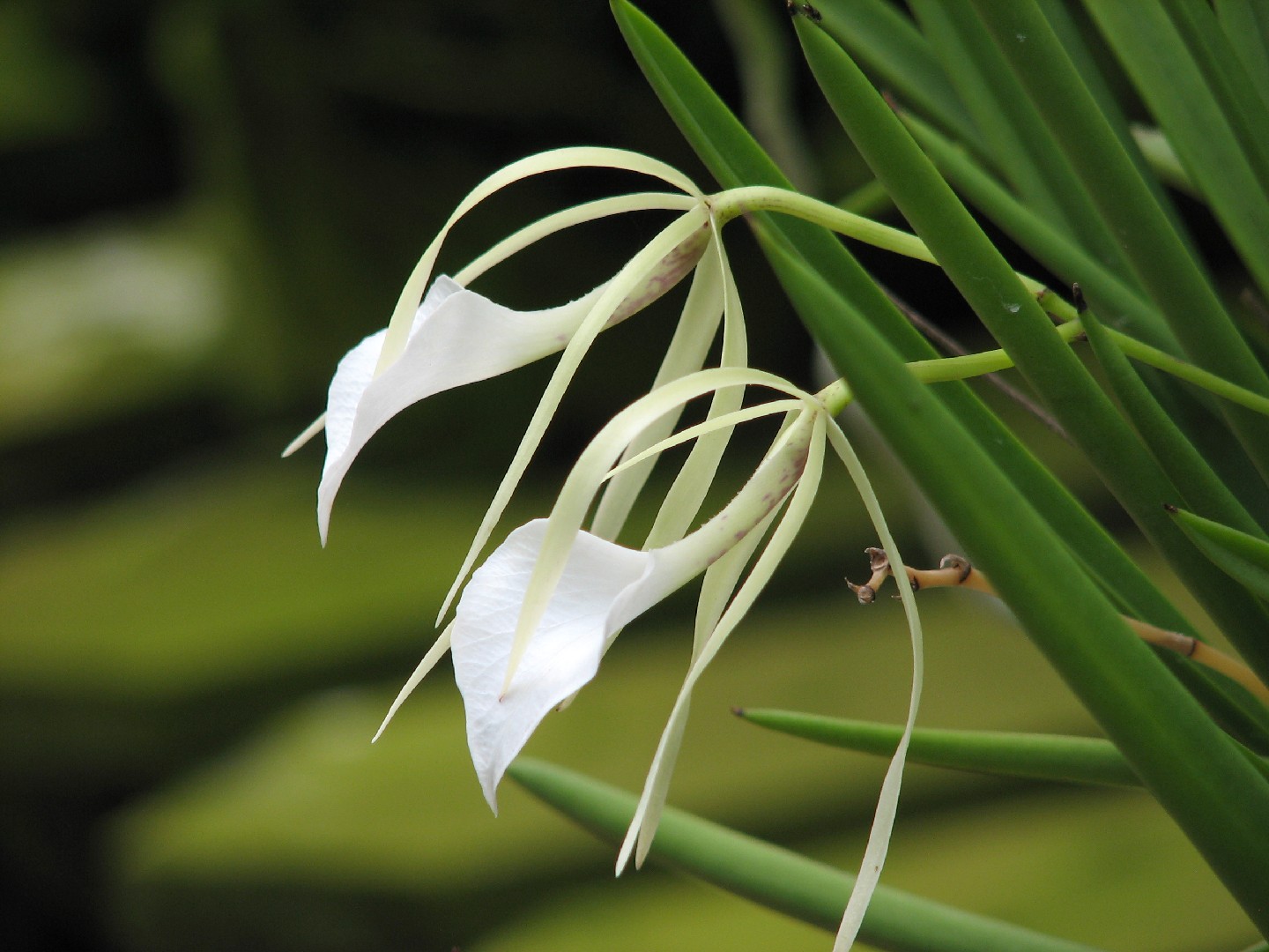 白拉索蘭屬 (Brassavola)