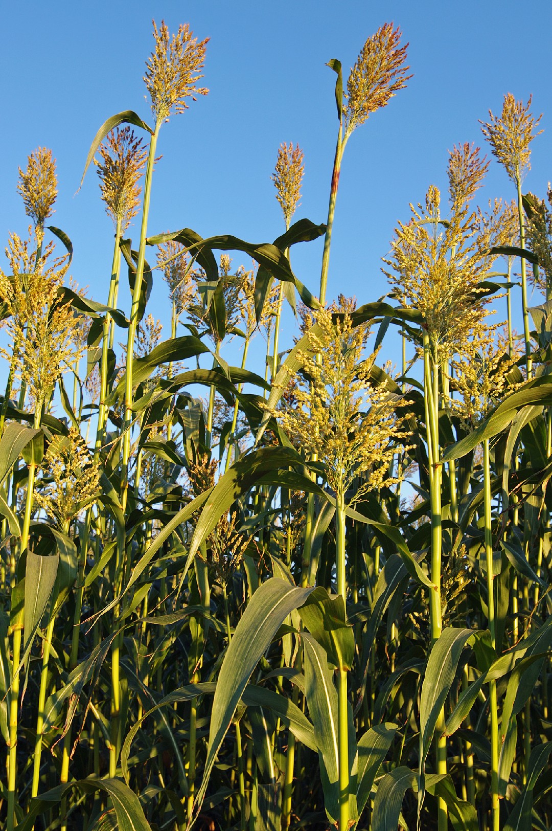 250 Graines à Semer - Le Grenier D'Abondance - CHICOREE Witloof