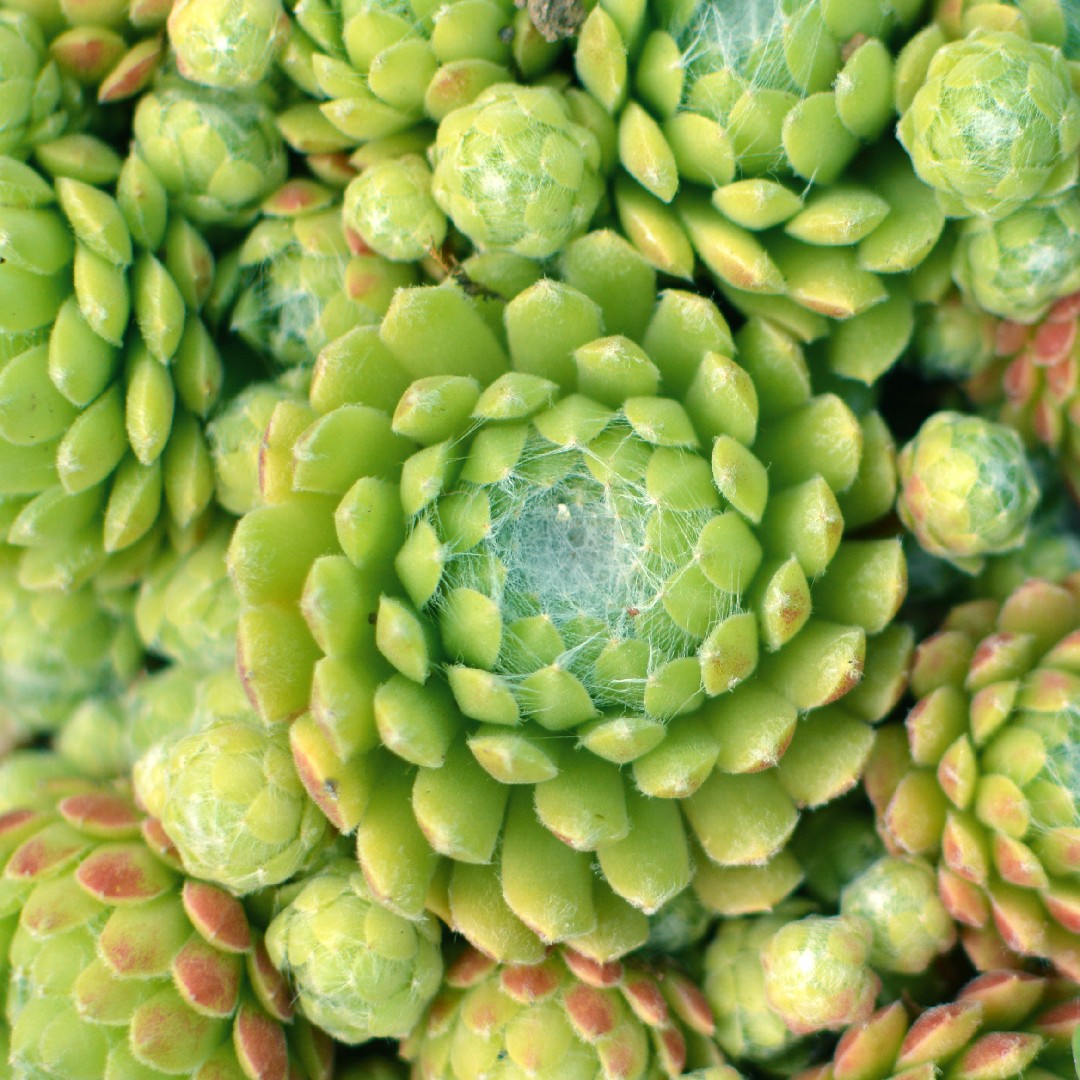 Siempreviva de telarañas (Sempervivum arachnoideum) - PictureThis