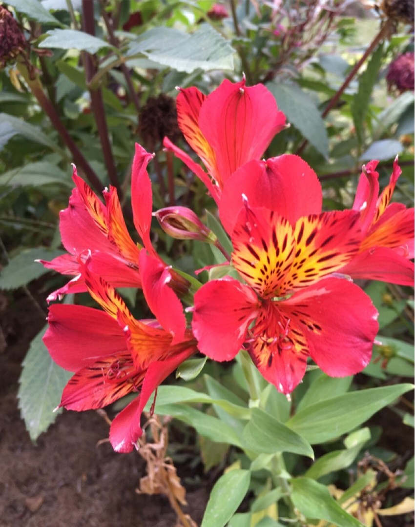 アルストロメリア属の判定方法 (Alstroemeria)