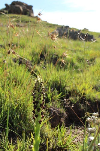 Corycium PictureThis