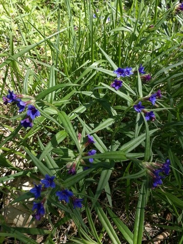 Описание цветка Эгонихон