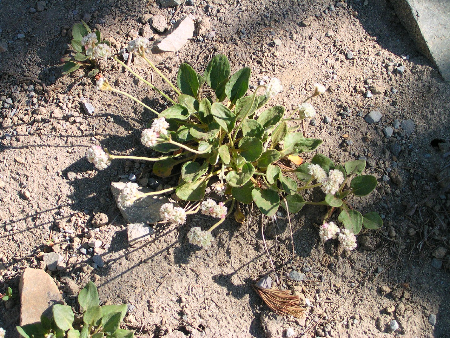Eriogonum pyrolifolium PictureThis
