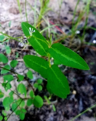 Alysicarpus ovalifolius PictureThis