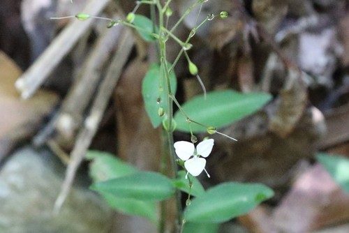 Aneilema Flower, Leaf, Care, Uses - PictureThis