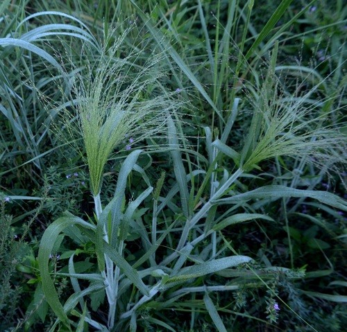 Image of Witchgrass plant in full bloom
