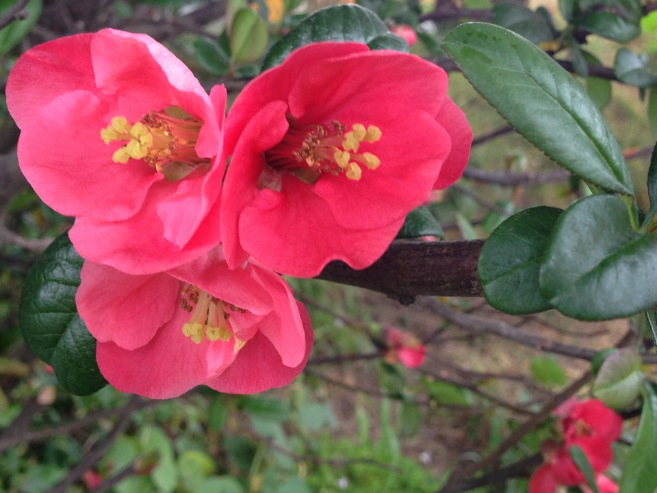 Flowering quinces Care (Watering, Fertilize, Pruning, Propagation