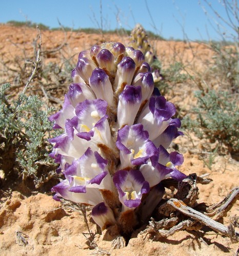 How to Grow and Care for Cistanche