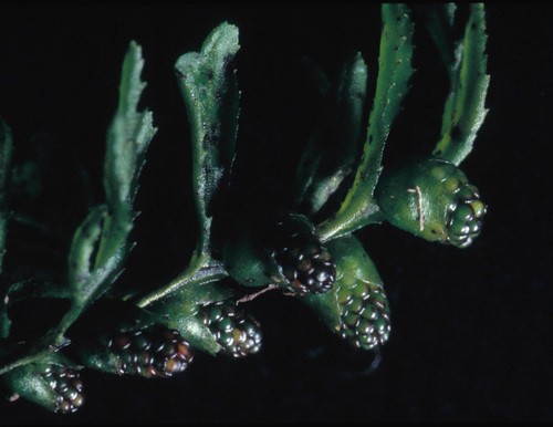 Hymenophyllum cupressiforme PictureThis