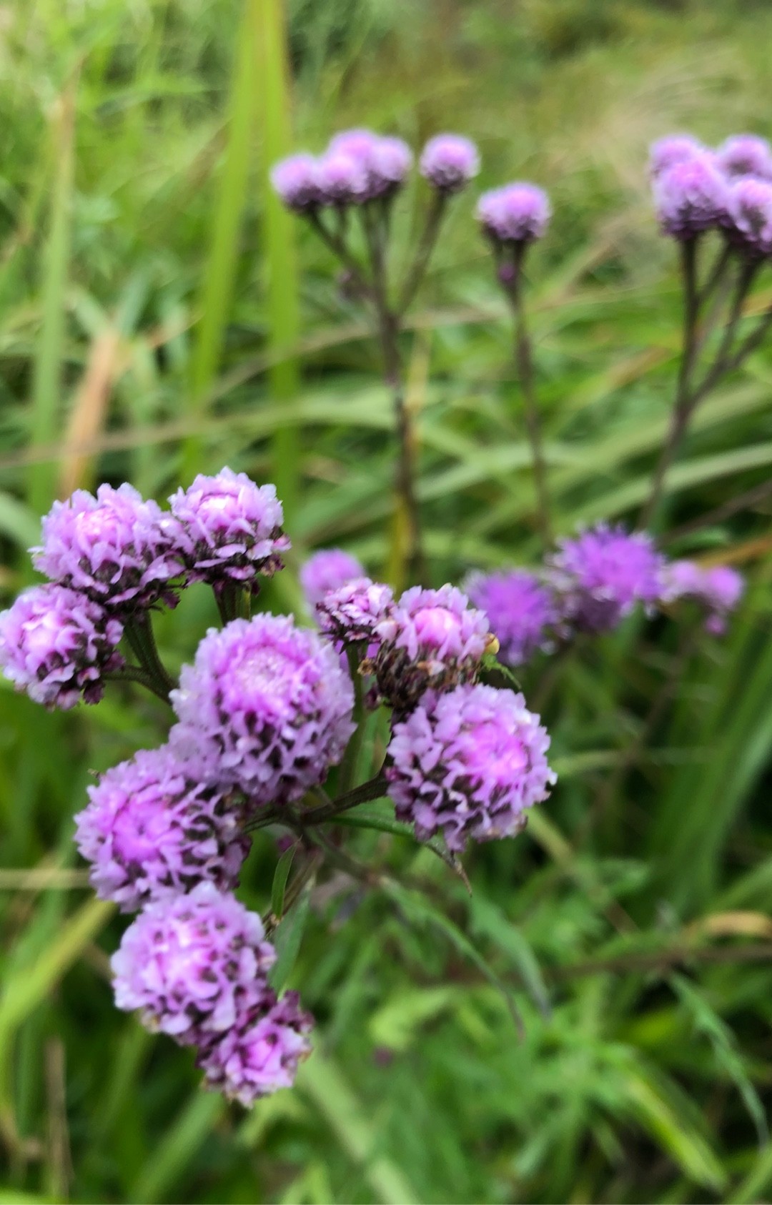 ARSOA　SAUSSUREA Saussurea wielkogłowa – Wikipedia, wolna encyklopedia