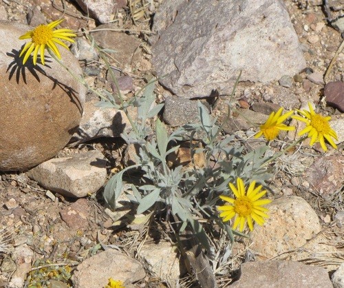 Picradeniopsis (Picradeniopsis)