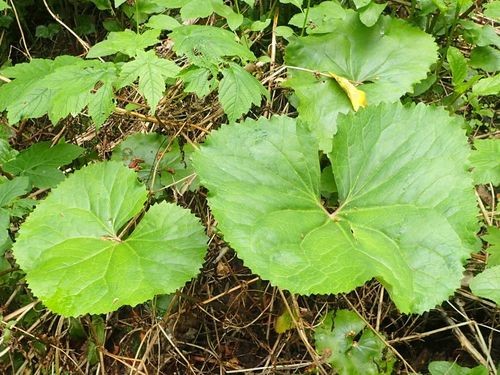 齒葉橐吾 (Ligularia dentata) 照顧,種植,繁殖,開花時間 - PictureThis