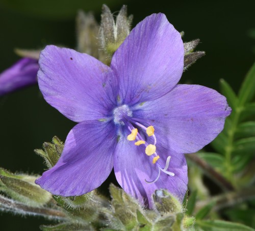 Polemonium foliosissimum var. molle PictureThis