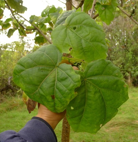Hibiscadelphus PictureThis