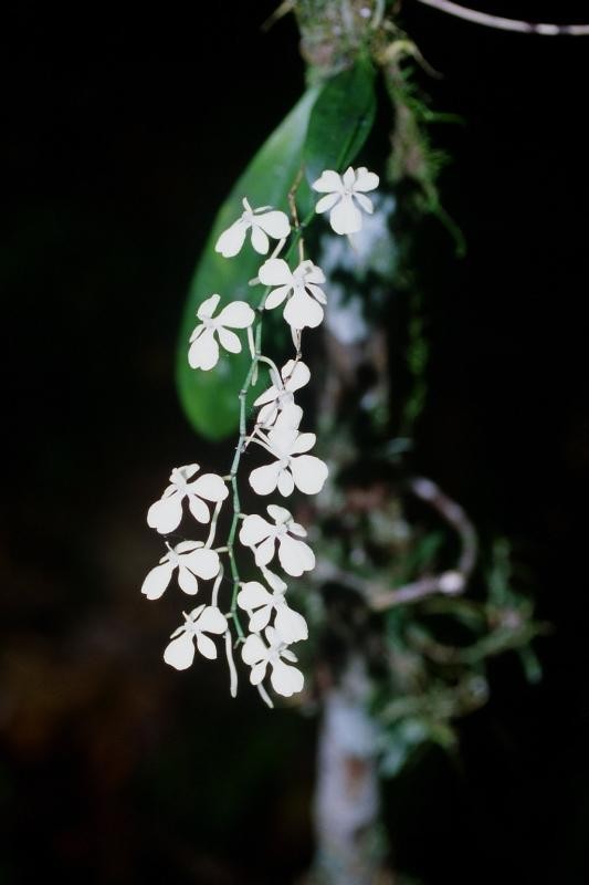 エランギス シトラタ Aerangis Citrata 花言葉 毒性 よくある質問 Picturethis