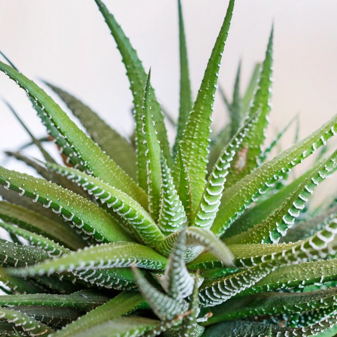 How to Grow and Care for Guinea-fowl aloe