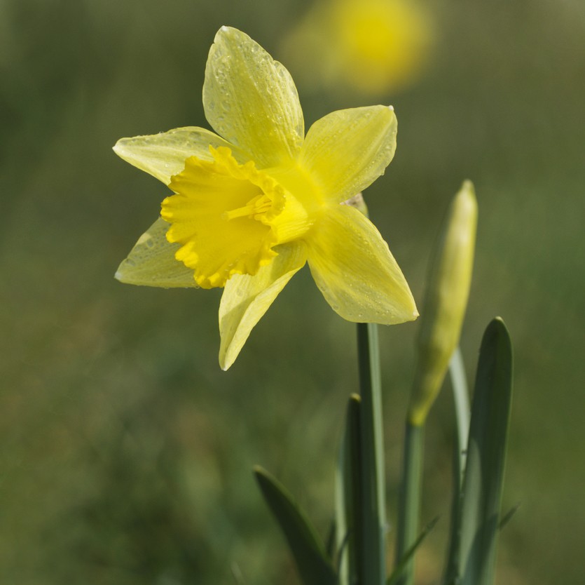 Narcisse jaune (Narcissus pseudonarcissus) - PictureThis