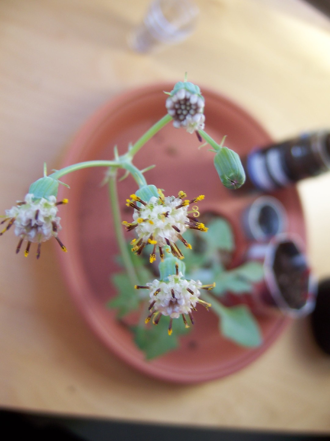 How to Plant and Grow Candle plant(Curio articulatus)