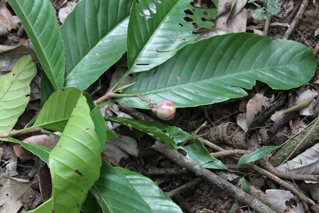 Dillenia excelsa PictureThis