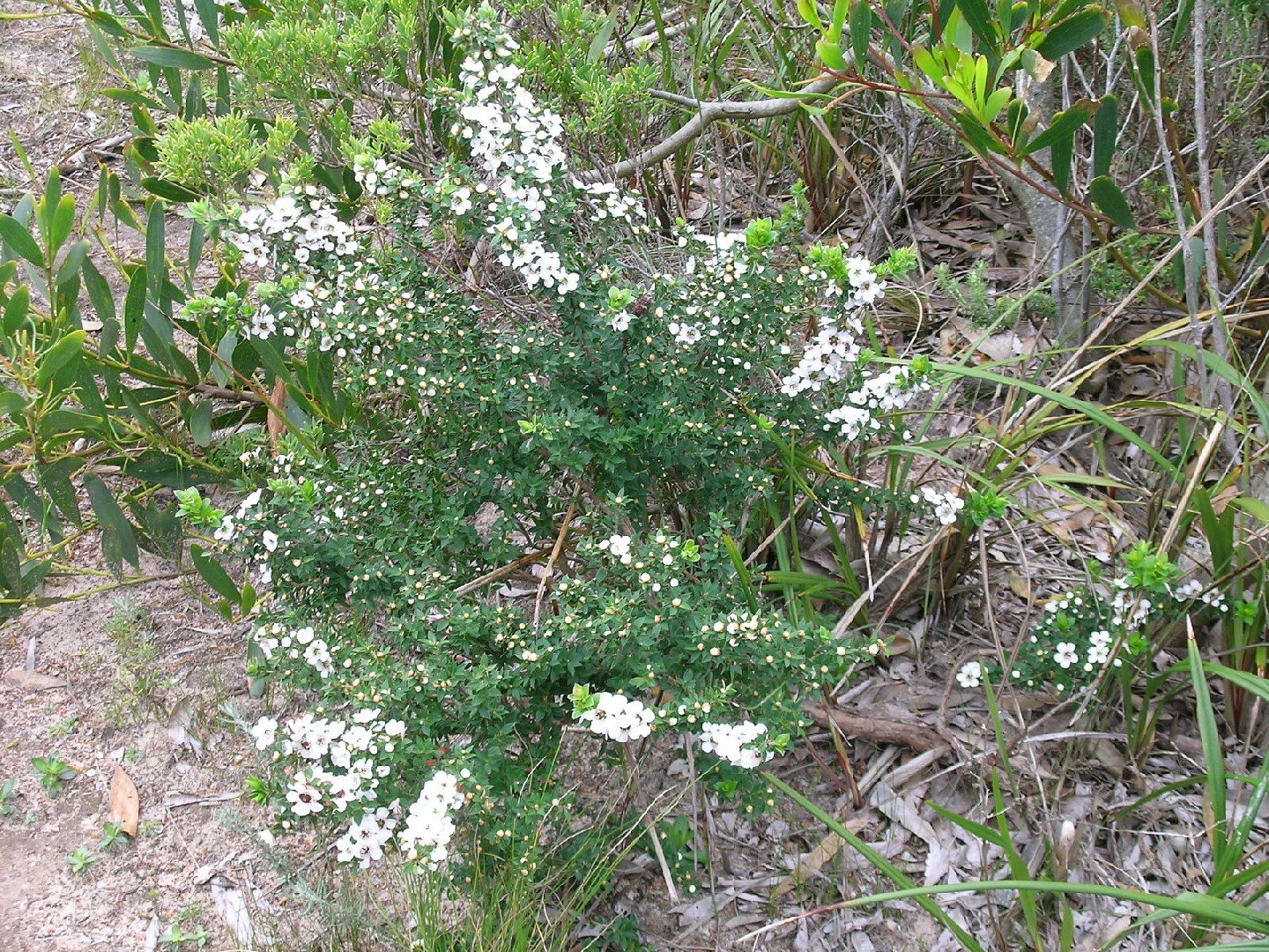 Leptospermum continentale PictureThis