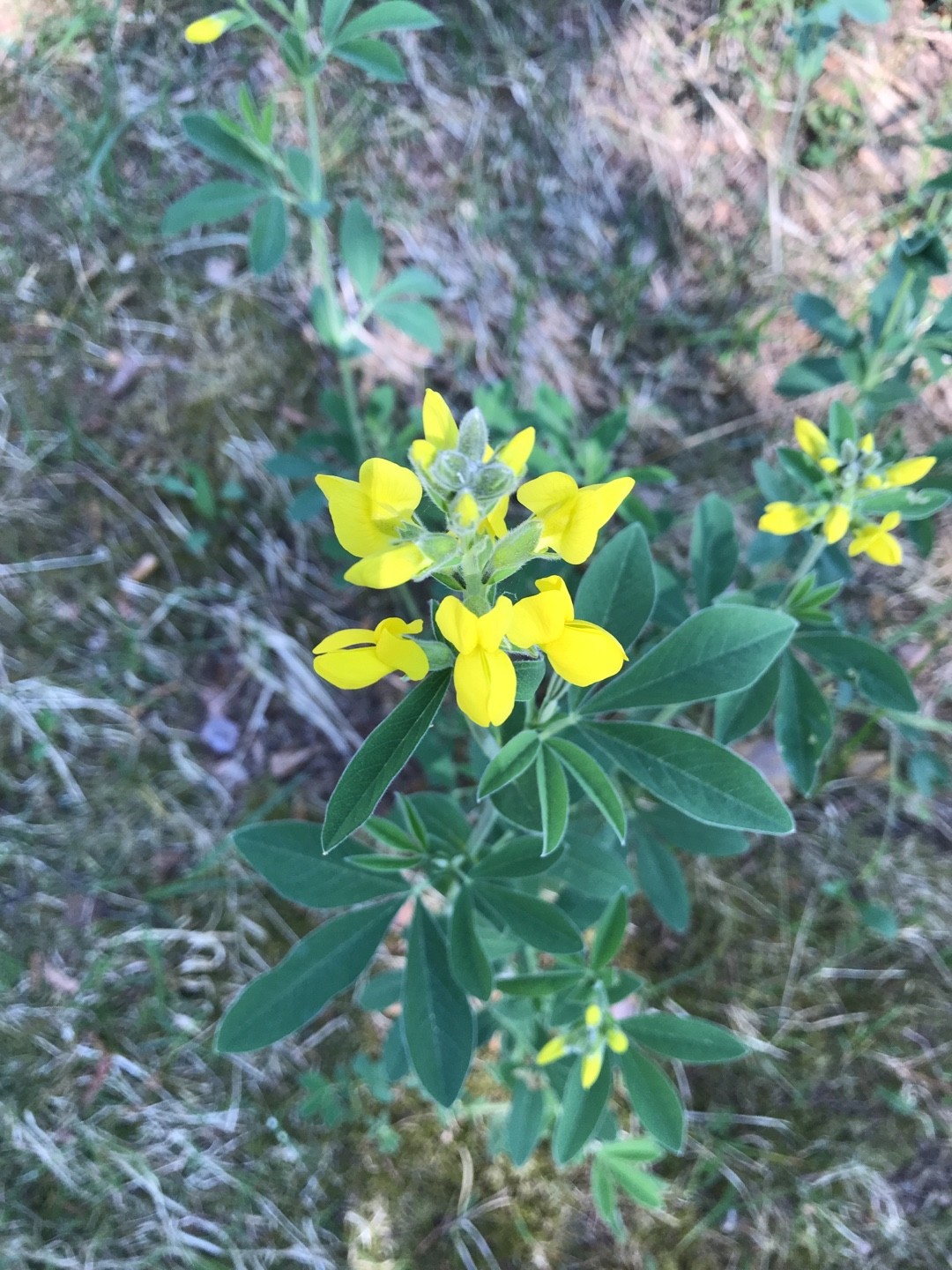 Faux-lupin (Thermopsis)