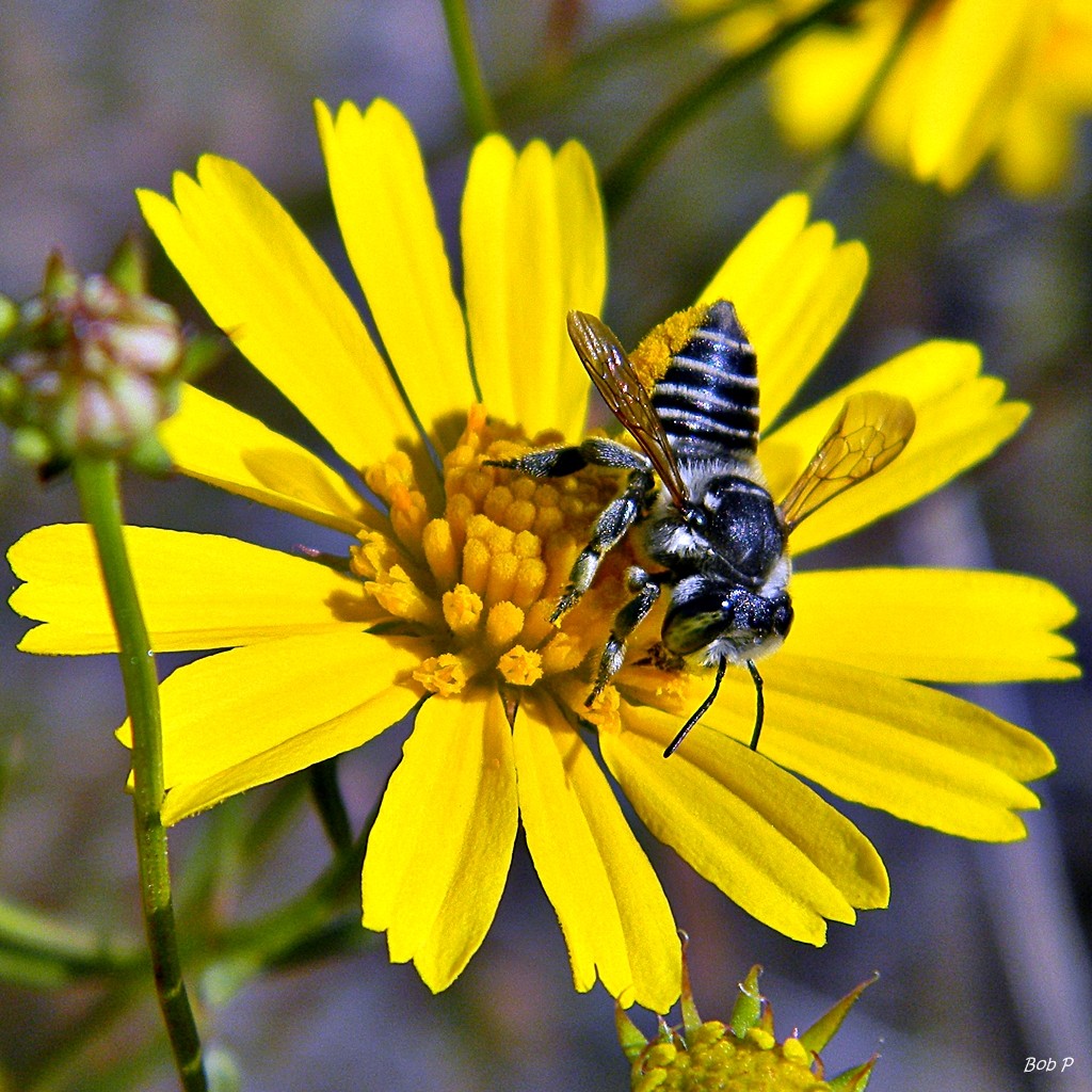 Balduina angustifolia PictureThis