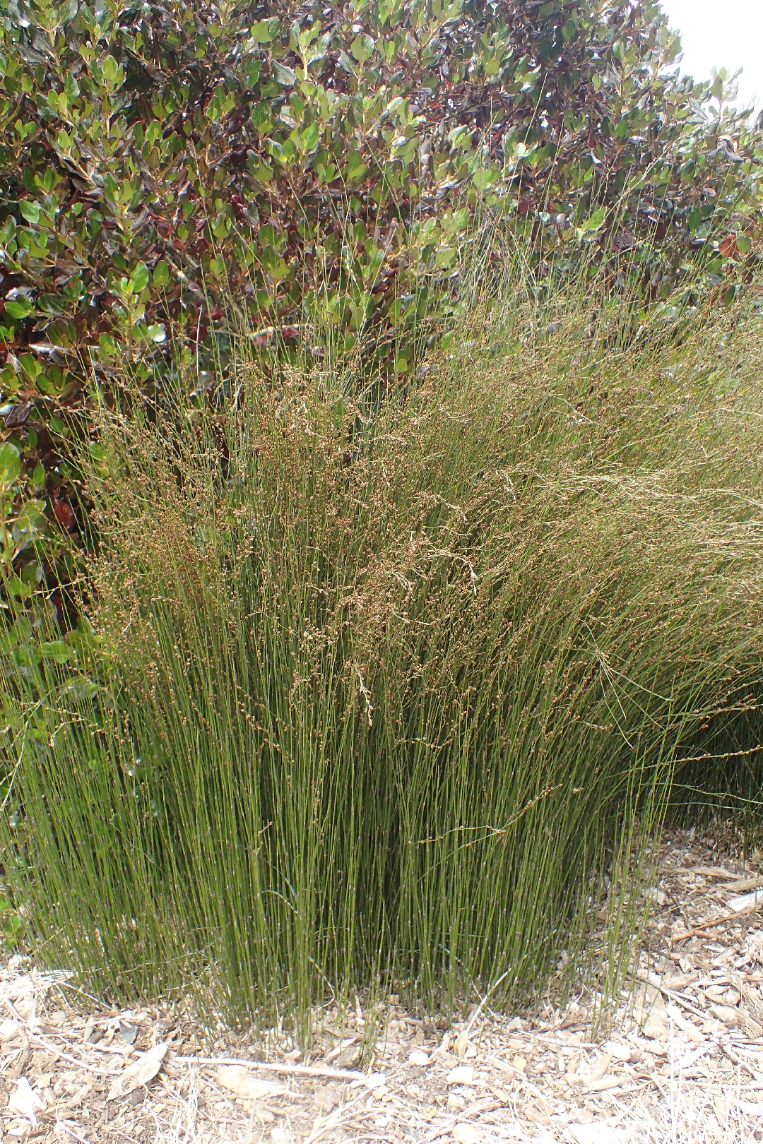Jointed rush (Apodasmia similis) Flower, Leaf, Care, Uses PictureThis
