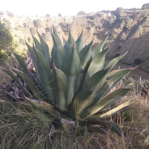 Sintético 94+ Foto Para Que Sirve La Hoja De Maguey Morado Mirada Tensa