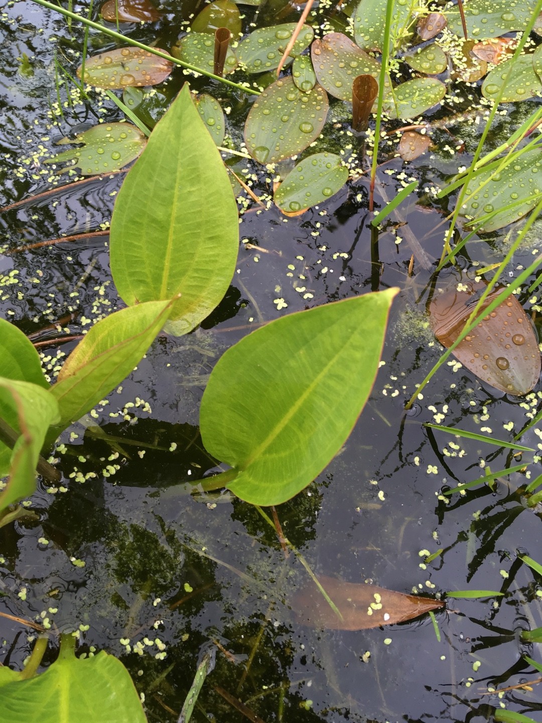 How to Grow and Care for Common water-plantain