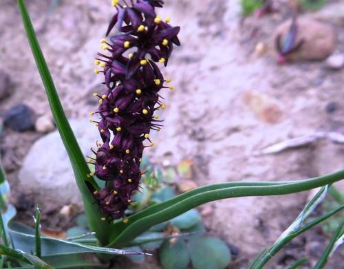 Wurmbea recurva PictureThis