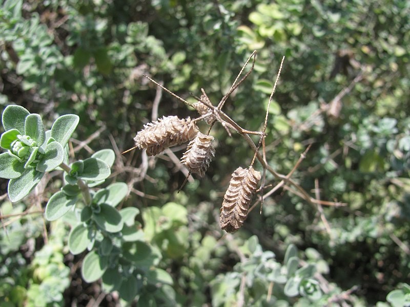 Sweet marjoram (Origanum majorana) Flower, Leaf, Care, Uses PictureThis