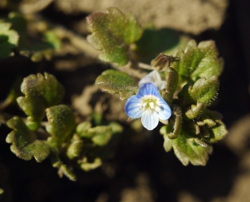 いぬのふぐり イヌノフグリ (分類, 特徴, 分布, 画像)