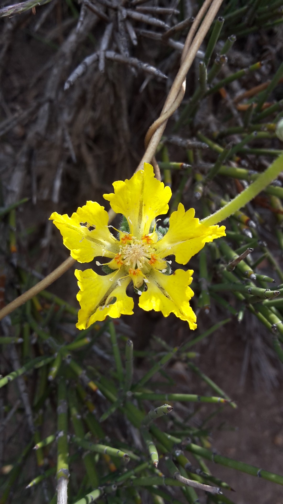 Coronilla - PictureThis