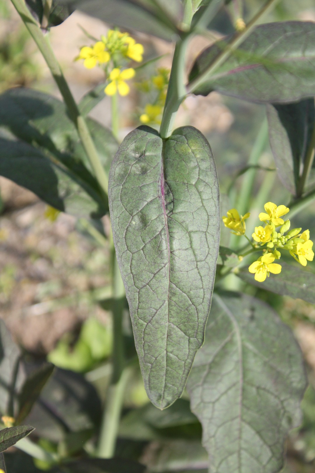 Graines de moutarde brunes (Brassica juncea) - L'herboristerie