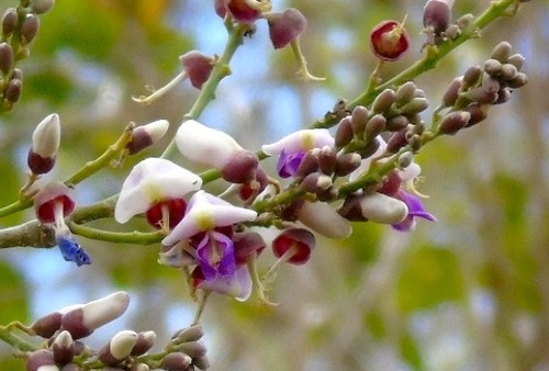 Lonchocarpus 花言葉,毒性,よくある質問 PictureThis