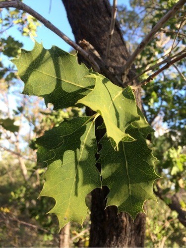 Xylomelum occidentale PictureThis