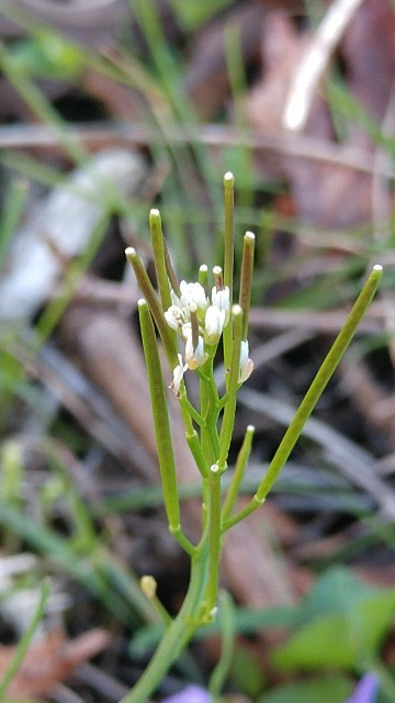 Rockcresses (Arabis) Flower, Leaf, Care, Uses - PictureThis