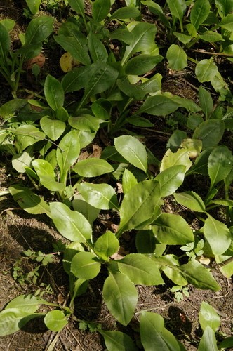 Packera toluccana PictureThis