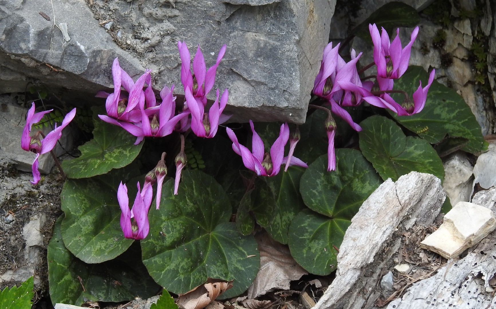 Ciclame (Cyclamen purpurascens) - PictureThis