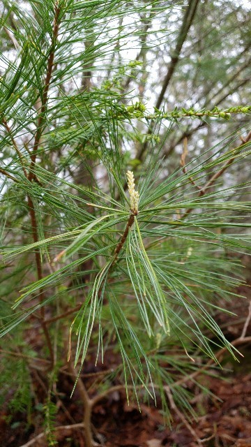 ストローブマツの判定方法 (Pinus strobus)