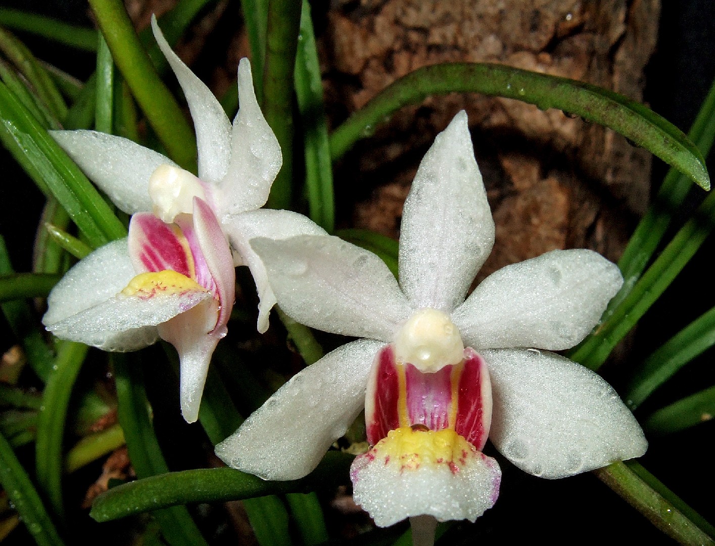 Yellowish holcoglossum (Holcoglossum flavescens) - PictureThis