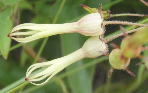 Riocreuxia (Riocreuxia)