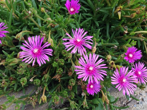 Kriechende Mittagsblume - Lampranthus spectabilis (Pflege, Merkmale, Blume,  Bilder)